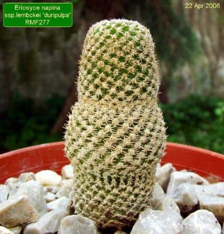 Eriosyce _napina _ssp.lembckei 'duripulpa' RMF277 _10